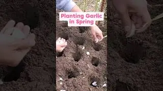 Planting softneck garlic in Spring for a late Summers harvest #gardening #garlic