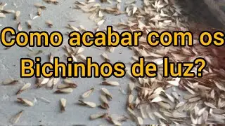 como acabar os bichinhos de luz