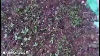 Growing Radish / How to Grow Mooli or Radish in Winters and at home |rooftop farming