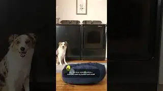 Laundry day with our pawtner Max