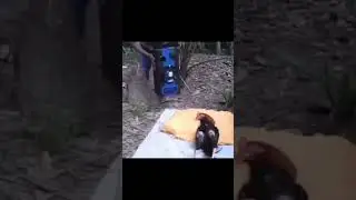 Alarm Clock vs Alarm Cock