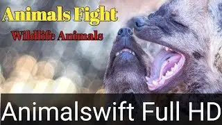 Wildlife Animals Fight 2024 |Full HD| Animalswift Part 1