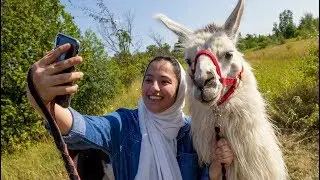 Do the Llama walk at the Jock River Alpaca & Llama Farm