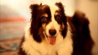 Hallmark Channel - Pet Project - Dean Cain