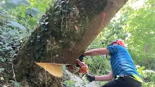 Cutting down crooked trees on a hillside. Is it difficult?