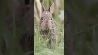 It&rsquo;s bunny season! #cuteanimals #rabbits #pnw