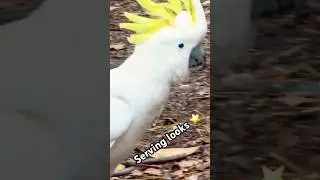 Nature&rsquo;s fashion icon ✨ #australia #birds #beauty #sydney #cockatoo #cute