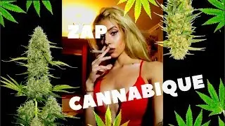 ZAP CANNABIQUE #6 | Fail & Win WEED !