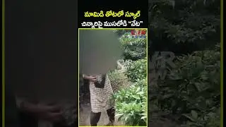 మామిడి తోటలో స్కూల్ చిన్నారిపై ముసలోడి 