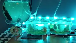 Throwback: The Kids' Sea-Monkeys Get a Tank Upgrade!  |  January 2021