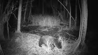 3 Bears on 2 Florida Swamp Cameras 2024