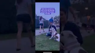 Pitbull Aggression Rehabilitation