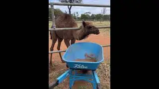 Baby Camel 🐪 | #camel #baby #animals |