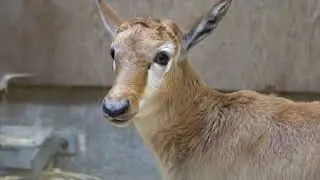 Zoo Welcomes Bouncing Baby Bontebok Calf