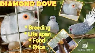 Diamond dove breeding  Malayalam 2021 |Diamond dove Care |Gender identification | Diamond dove food