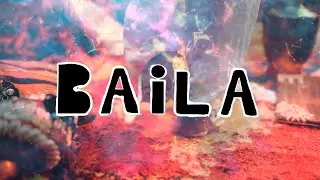 STRX - Baila