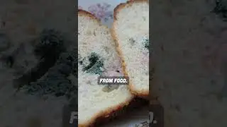 Mold Contamination from Food