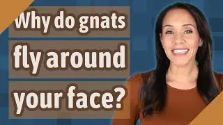 Почему мошки летают вокруг лица?