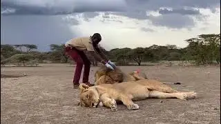 Collaring Pair of lions at Ngorongoro Crater..   (Description)