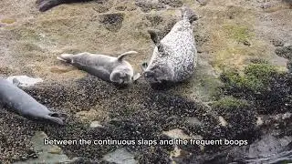 Crazy Seal Fight