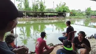 BARU LEMPAR BABON LANGSUNG MAKAN GUYS 😍|telaga kukusan depok #mancing#fishing#alikroto#mancingmania 