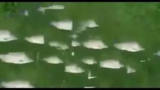 Fish failure sound meme