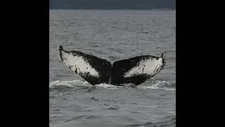 The Humpback comeback: Vancouver's whales come home