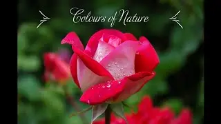 Nature's Smile...