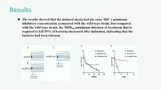 cfa gene in ampicillin tolerance in Shigella - Video abstract [ID 211550]