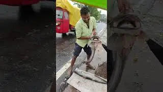 देखिए कैसा यह मछली है //देख के हो जाओगे दंग #viralviwes #sahuvlog709 #ytshort