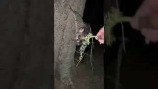 Wanderfull Natural Common brushtail possum