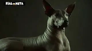 el FAMOSO perro peruano o VIRINGO