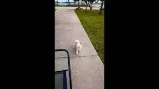 Walking Alfy by the Perez Art Museum, 12/2020 (squeeky wheel, be gone!)