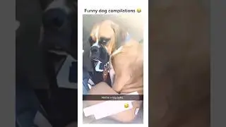 Whisker Wonders Compilation #WhiskerWonders #DogLoversUnite #LaughterUnleashed