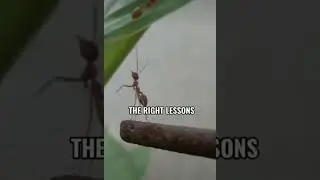 Ant 🐜 attitude status || Whatsapp attitude status #attitude #attitudestatus