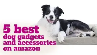 5 best dog gadgets and accessories on amazon | Dog accessories amazon
