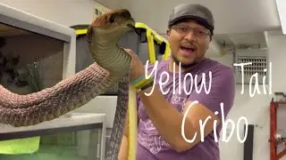 Yellow Tail Cribo Setup - Big Boi Gets an Upgrade