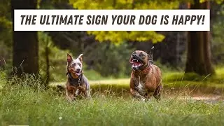 Why does your dog do that weird behavior? 🔥 Zoomies explained!