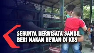 Serunya Memberi Makan Hewan di Kebun Binatang Surabaya