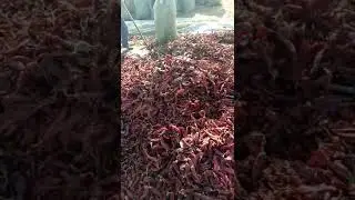 Please beware before using dry chili