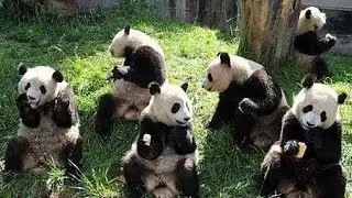 Panda program to conserve the Giant Panda and related species