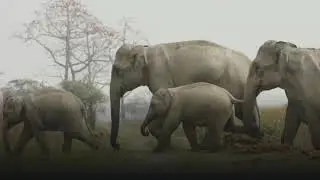 &ldquo;Save Elephant Corridor&rdquo; Cycle rally -66th 'Wildlife Week' in Karnataka Please share and like video