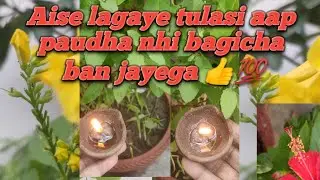 Ab aap ki tulasi kbhi nhi maregi es tarh sadharan se tips se aap tulasi ke paudha se bagicha bana le