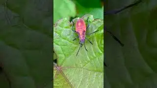Eastern Boxelder Bug Nymph at the edge of a busy road