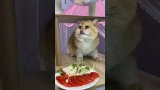 Smart cat // Stealing food from smart cats and ending #shorts #cat