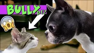 Kittens won't stop bullying Boston Terrier Puppy UPDATE | TRY NOT TO LAUGH