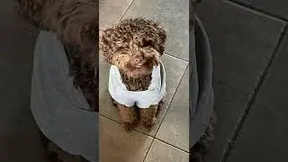 cute dog #song #music #spotify #bts #love #cover #crochet #bluerainbow #edm #roblox