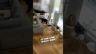 Their dog protected their home from a bear 😱