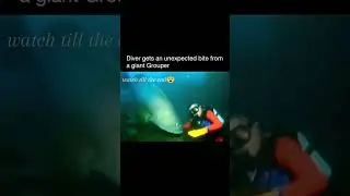 the giant grouper is the largest bony fish found on coral reef. #fyp #foryou #goliathgrouper