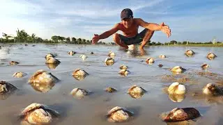 Wow! Amazing Fishing! meet a lot of mud clams in low water | Best digging mud clams by a fisherman